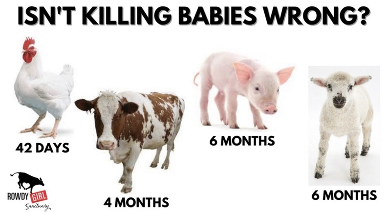 Vegan Future tweet media