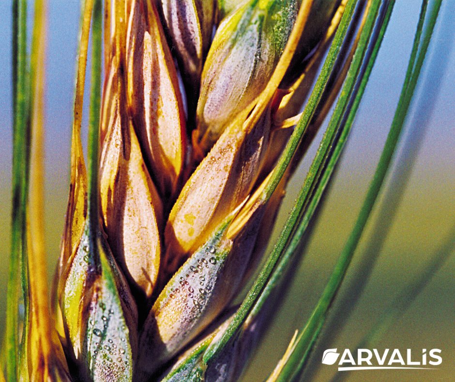 🌾 Comment reconnaître les principales maladies de l'épi ? 🔎

☔ Les conditions climatiques du printemps peuvent conduire à la contamination par des agents pathogènes des épis de céréales à paille.

👀 Les clés pour identifier le pathogène responsable 👉 arvalis.fr/infos-techniqu…