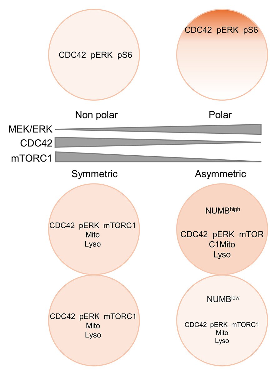 RockUPress's tweet image. In @JCellBiol, Amol Ugale, Manuela Baccarini et al. @MaxPerutzLabs @univienna demonstrate that CDC42, ERK, and mTORC1 signaling are polarized in premitotic hematopoietic #StemCells and unequally segregated during asymmetric #CellDivision. hubs.la/Q02BTWvp0

#CellSignaling