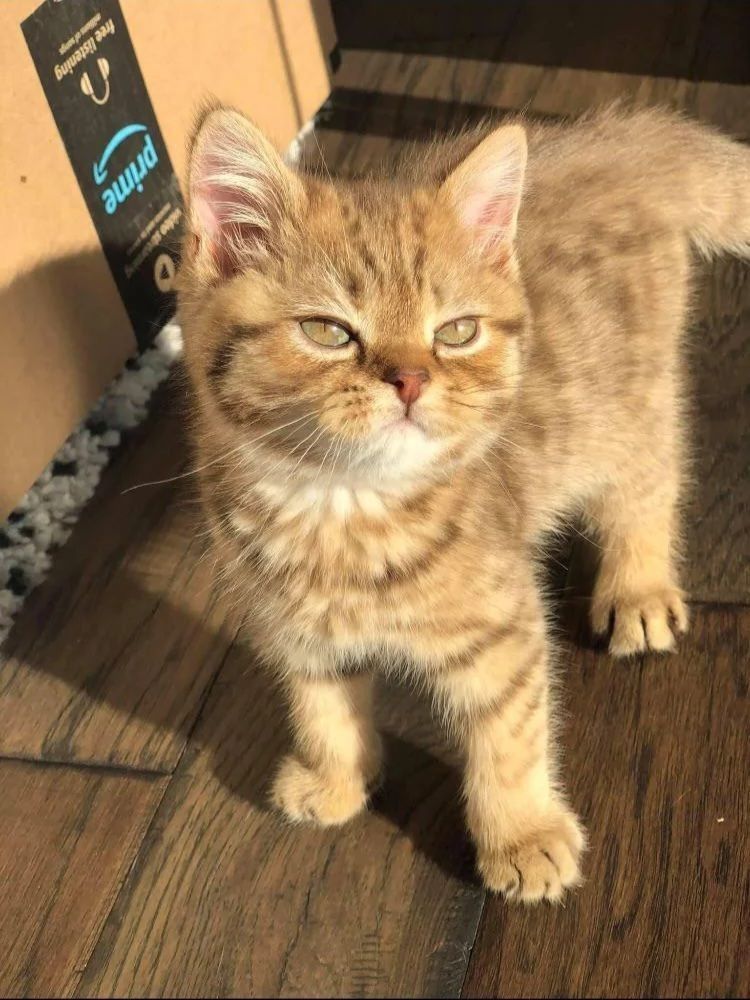 This is Leon. He thinks he’s better than you