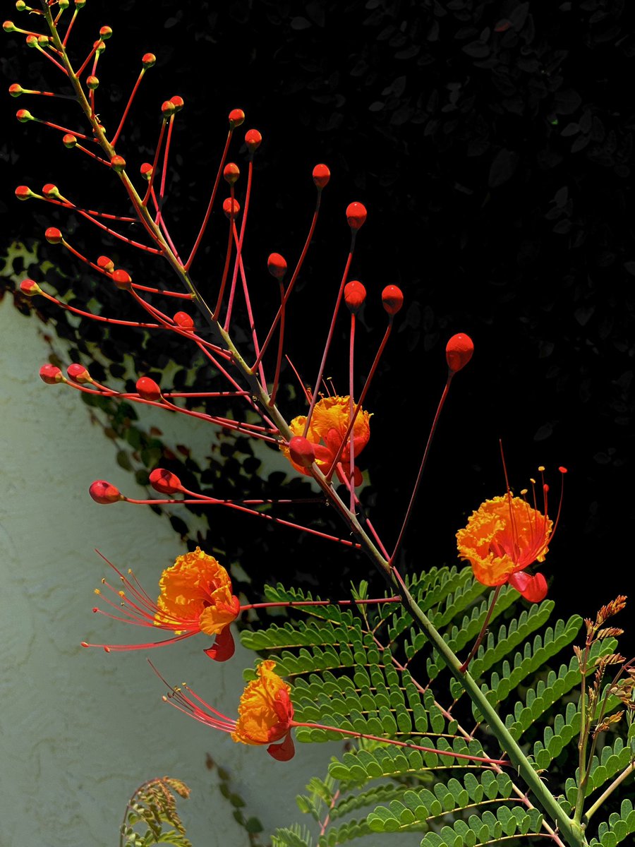 Pride of Barbados knows summer is here.❤️❤️