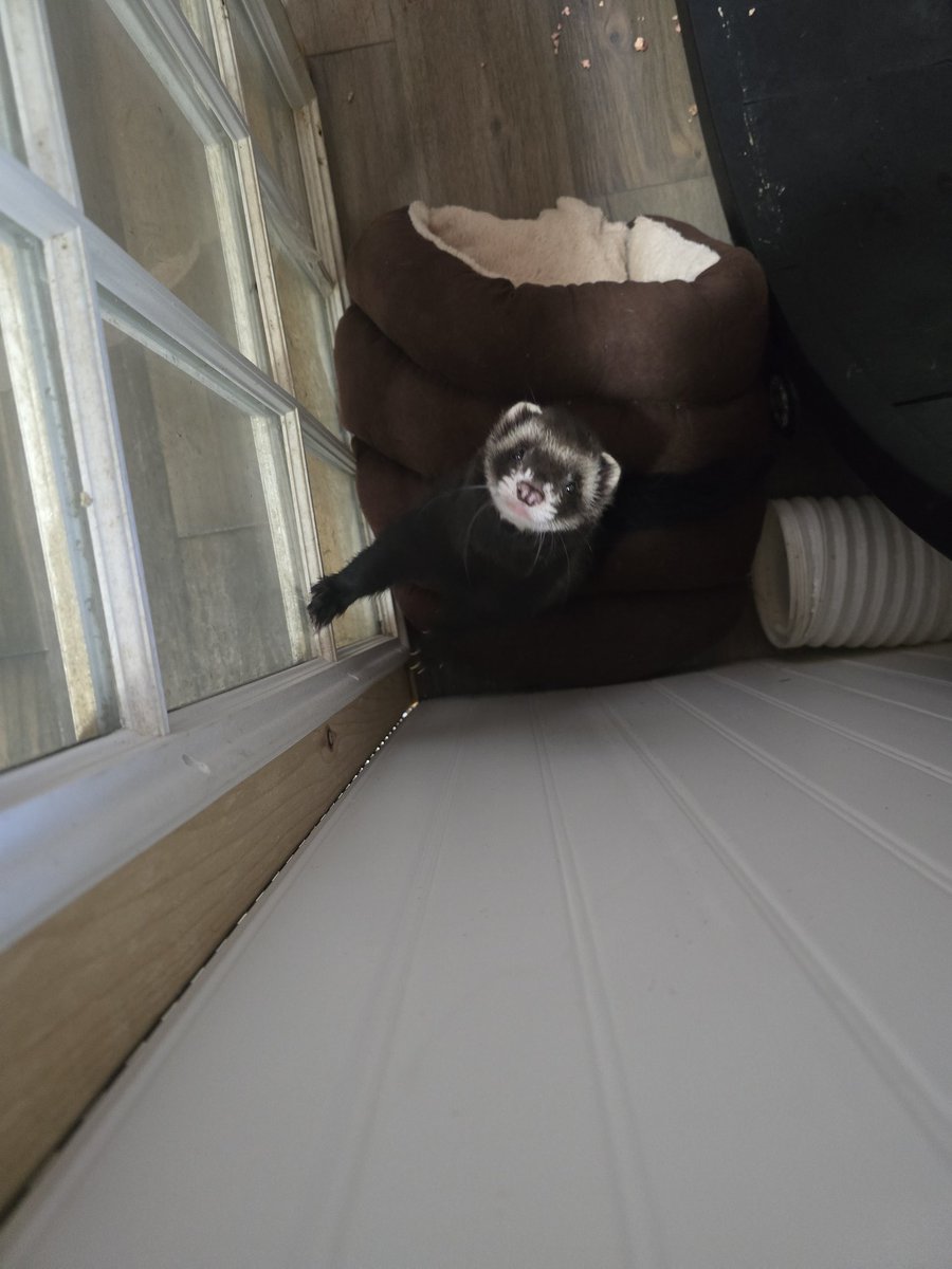 FykiFlokelp's tweet image. Yesterday while watching a friend stream I see Orpheus carrying a piece of meat followed by the sound of the ball pit. 

That little mother fucker hid his dinner in the ball pit! So now I gotta wash all the balls. He's such a brat and lucky he is cute. 
#ferrets #streamerpets