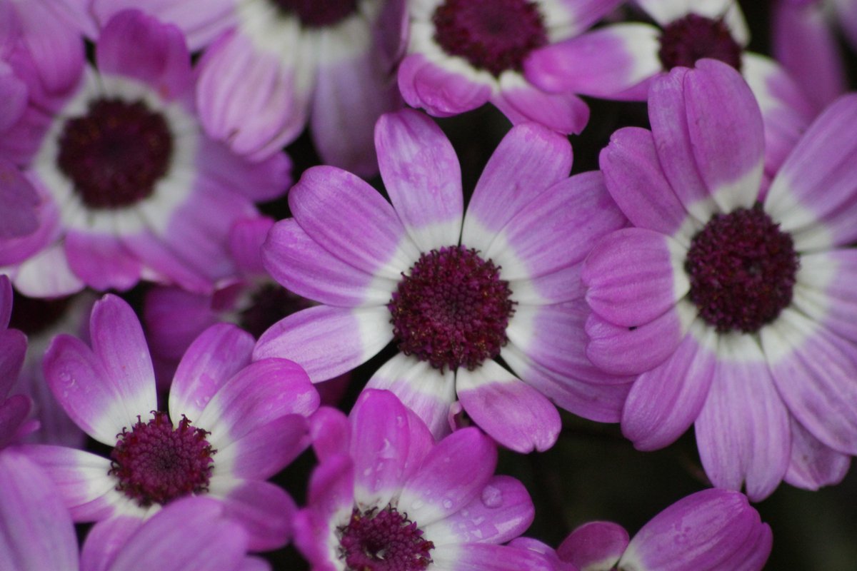 macrobyrahul's tweet image. A vibrant close-up of purple Cineraria flowers showcasing their intricate beauty and striking colors.

#Purple #Gangtok #Sikkim #India #Flower #Daisy #Cineraria #Florist #Love #Vibrant #Desktop #Wallpaper #Spring #Beauty #Garden #Serene #Color #Rahul #RahulSaraf #macrobyrahul
