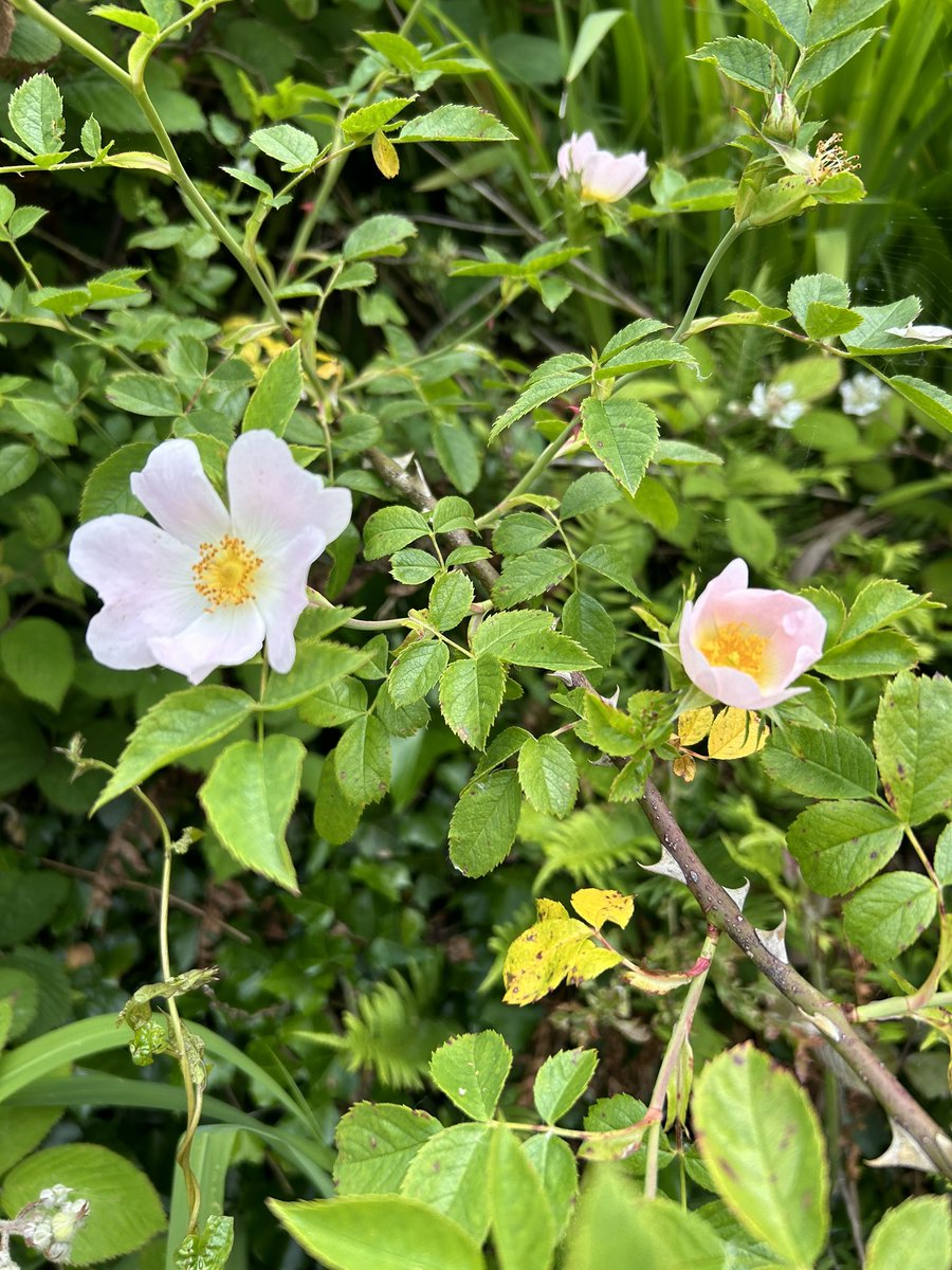Mollkos's tweet photo. Day 155/1980
Some lovely walks
#2000daysofwalking  #365crew https://t.co/pjEcTiqC5z