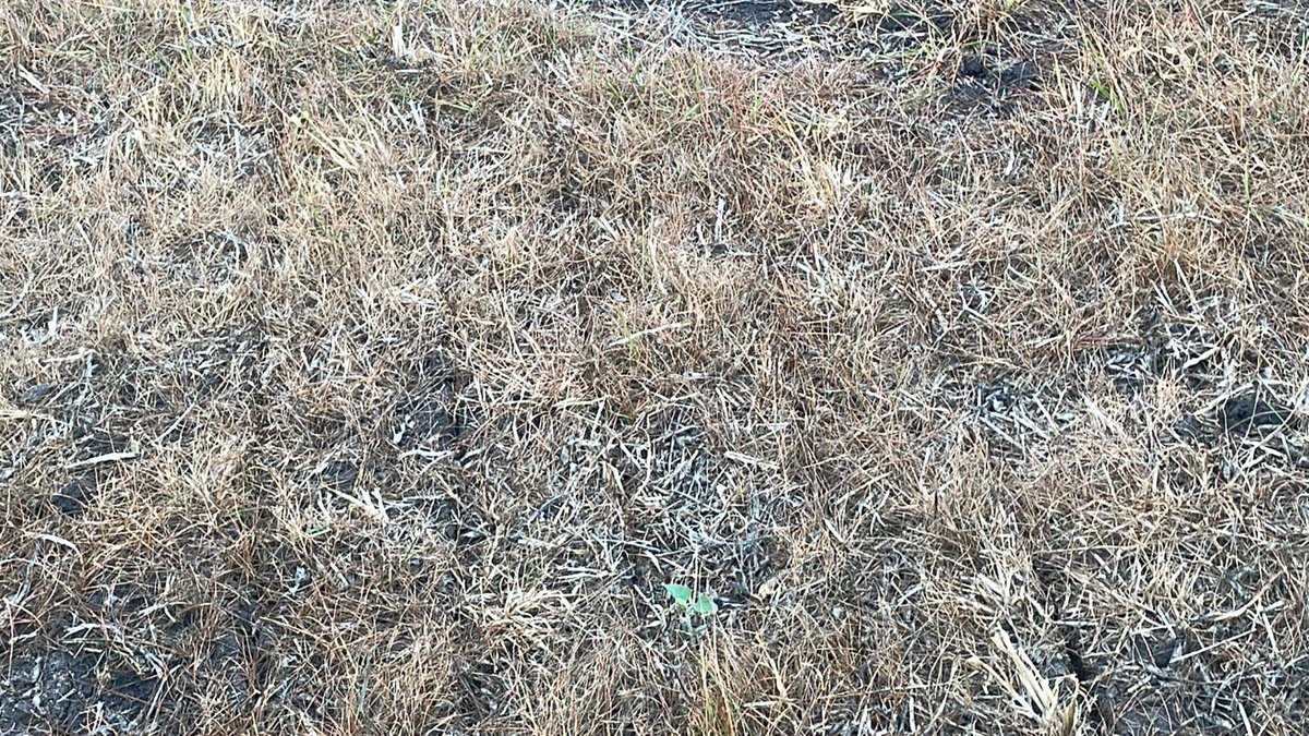 Esta zafra complicada en ventanas,recomendamos bajar al maximo las dosis de clethodim para reducir las esperas a cultivos de fina.  Aquí resultados Rounduptop + 700 cc de cletho. Para los que discuten que hay que usar 1 L….<a href="/agroterrauy/">agroterrauy</a>. Gracias <a href="/luisinaDel/">Luisina Delgado</a> por confiar y x fotos!