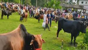 চরভদ্রাসনে জমে উঠেছে কোরবানির পশুর হাট
