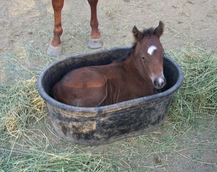 horsereact's tweet photo. baby horse in tub relaxing comfortable spot perfect fit and snug place to lay https://t.co/GCT9h3m5T4