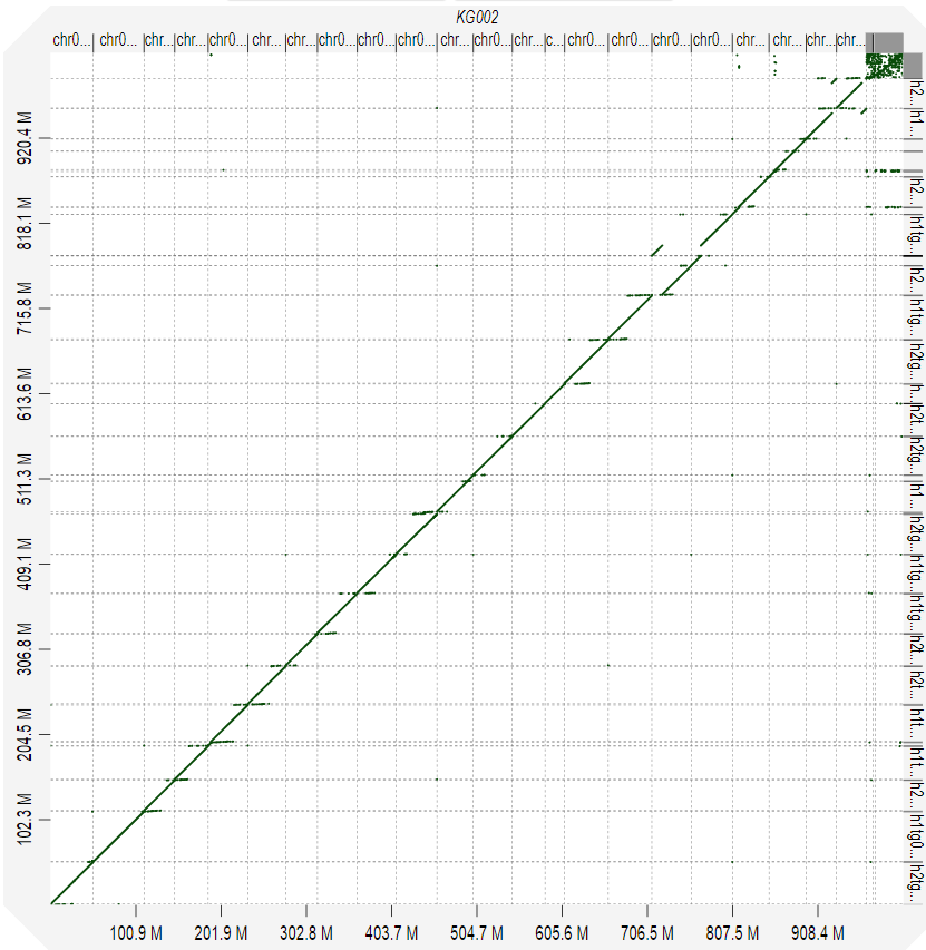 Alexander Wittenberg (@aw_ngs) on Twitter photo <a href="/nanopore/">Oxford Nanopore</a> Dorado/Herro error corrected simplex 🍌reads yield near T2T reference phased genomes @keygene with 16/22 T2T contigs in first trials in contrast to 2/22 T2T for HiFi-based assembly using ~30X coverage. <a href="/msikic/">Mile Sikic</a> Impressive! More to come. <a href="/nanopore/">Oxford Nanopore</a> Dorado/Herro error corrected simplex 🍌reads yield near T2T reference phased genomes @keygene with 16/22 T2T contigs in first trials in contrast to 2/22 T2T for HiFi-based assembly using ~30X coverage. <a href="/msikic/">Mile Sikic</a> Impressive! More to come.