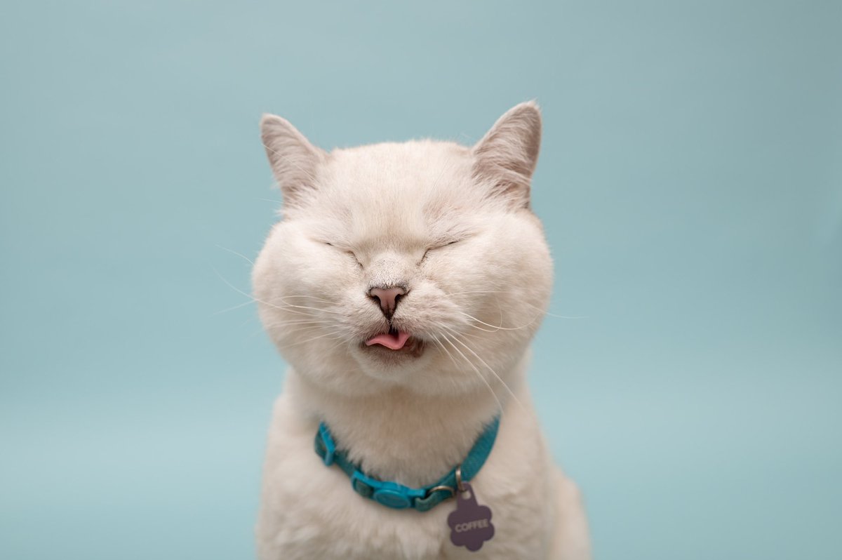 R u kitten me right meow 😸