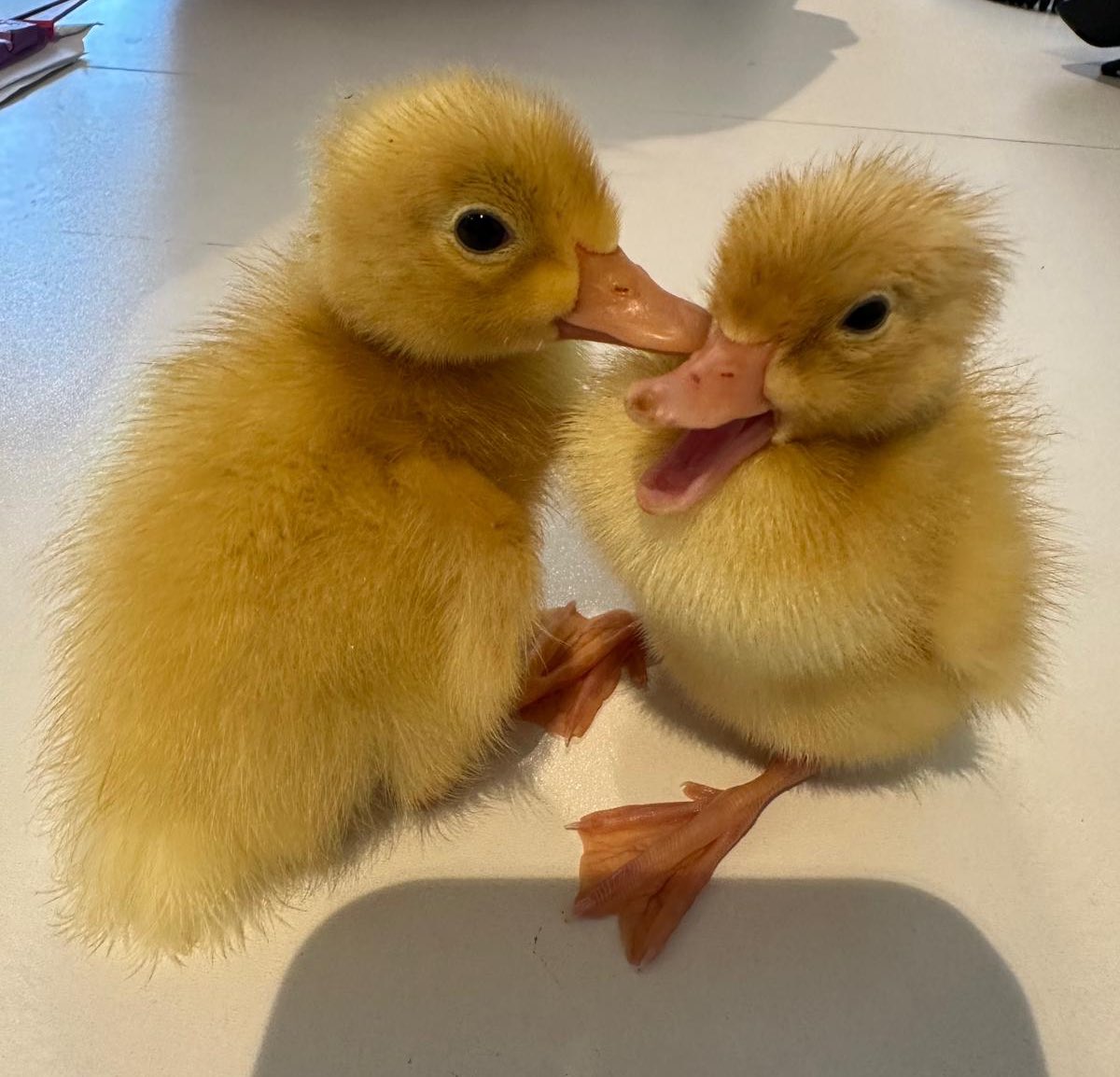 💛💛Donald and Daisy💛💛

Our little happy ducklings have brought so much happiness to our families!