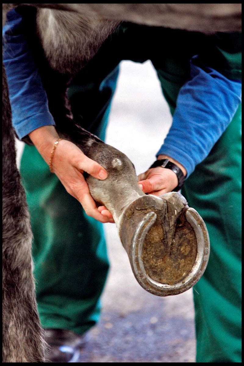 <a href="/EdinburghUni/">The University of Edinburgh</a> <a href="/TheDickVet/">The Royal (Dick) School of Veterinary Studies</a> researchers seek #equinevets and #farriers for a #survey assessing how they define hoof-specific terms, prescriptive plans and efforts to collaborate to support equine well-being. Access by link or QR code: edin.ac/45iNIcq

[Photo by Paul Dodds]