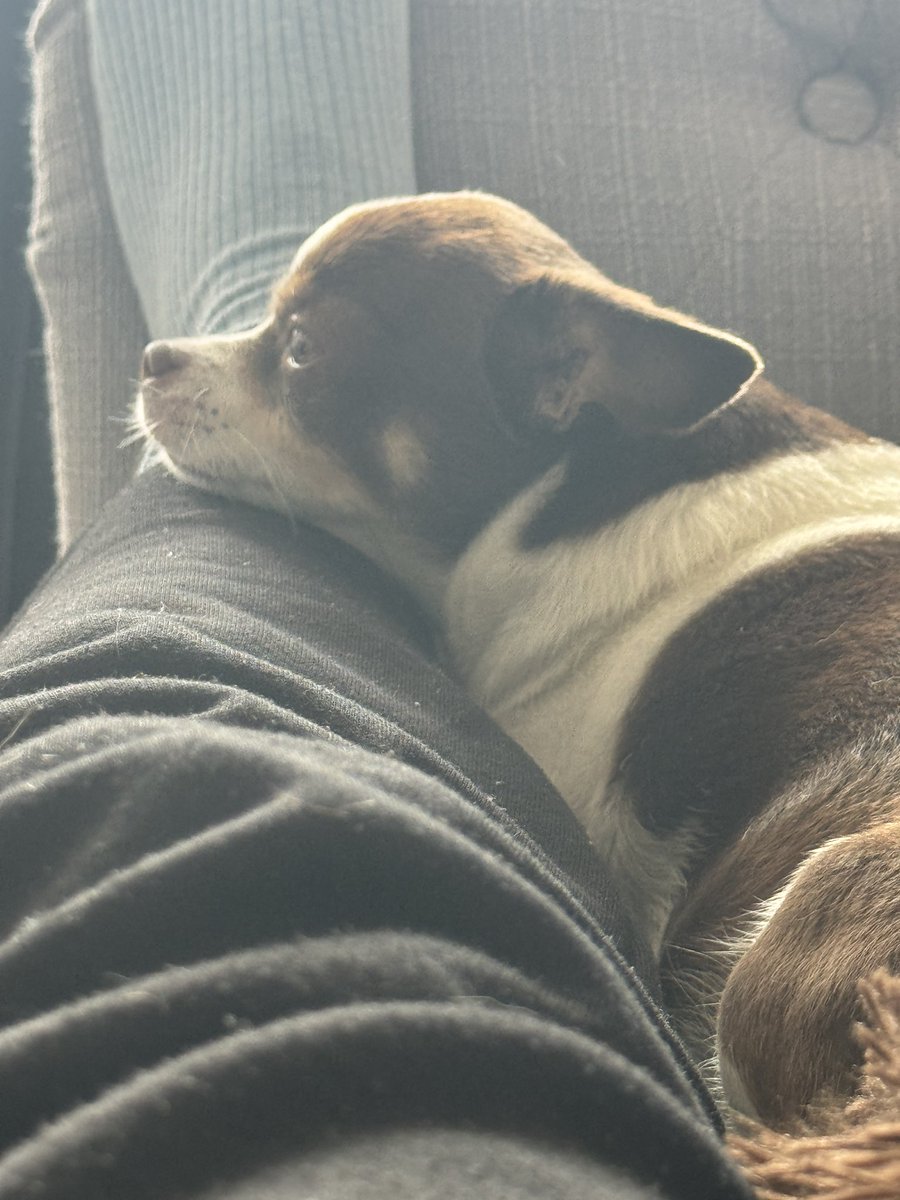Adam Bayjou (@adambayjou) on Twitter photo Hey Bargain Hunt <a href="/BBCBargainHunt/">Bargain Hunt</a> - she never normally watches the TV but Peach absolutely loved the episode of ‘Barking Hunt’ today! Hey Bargain Hunt <a href="/BBCBargainHunt/">Bargain Hunt</a> - she never normally watches the TV but Peach absolutely loved the episode of ‘Barking Hunt’ today!