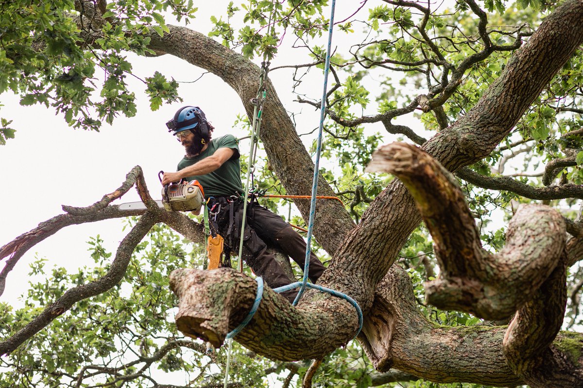 3BrosTreeSrvcs's tweet image. Our dedicated team is here to help with all your tree care needs. Contact us today at 302-442-1071 or visit our website for more information. #3BrothersTreeService #ProfessionalTreeCare #StumpRemoval