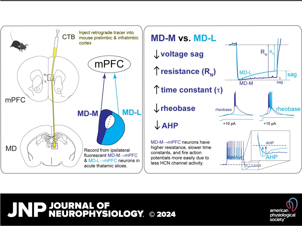 JNeurophysiol's tweet image. 🔓#OpenAccess &quot;Two contrasting mediodorsal thalamic circuits target the mouse medial #PrefrontalCortex&quot; by Polina Lyuboslavsky et al.

🔗ow.ly/9QgK50SfpKM

@BrumbackLab #MediodorsalThalamus #neurophysiology #IntrinsicProperties #HCNchannels
