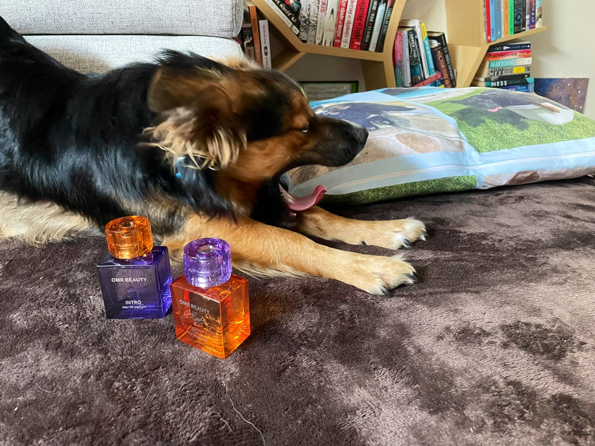 FloSimbaDog's tweet image. Screaming. Crying. Licking my paws. I got my DUO. Woof! 🐾🧡 smelling very much like summer now. 🥹 @omrbeauty @OmarRudberg @RydingEdvin