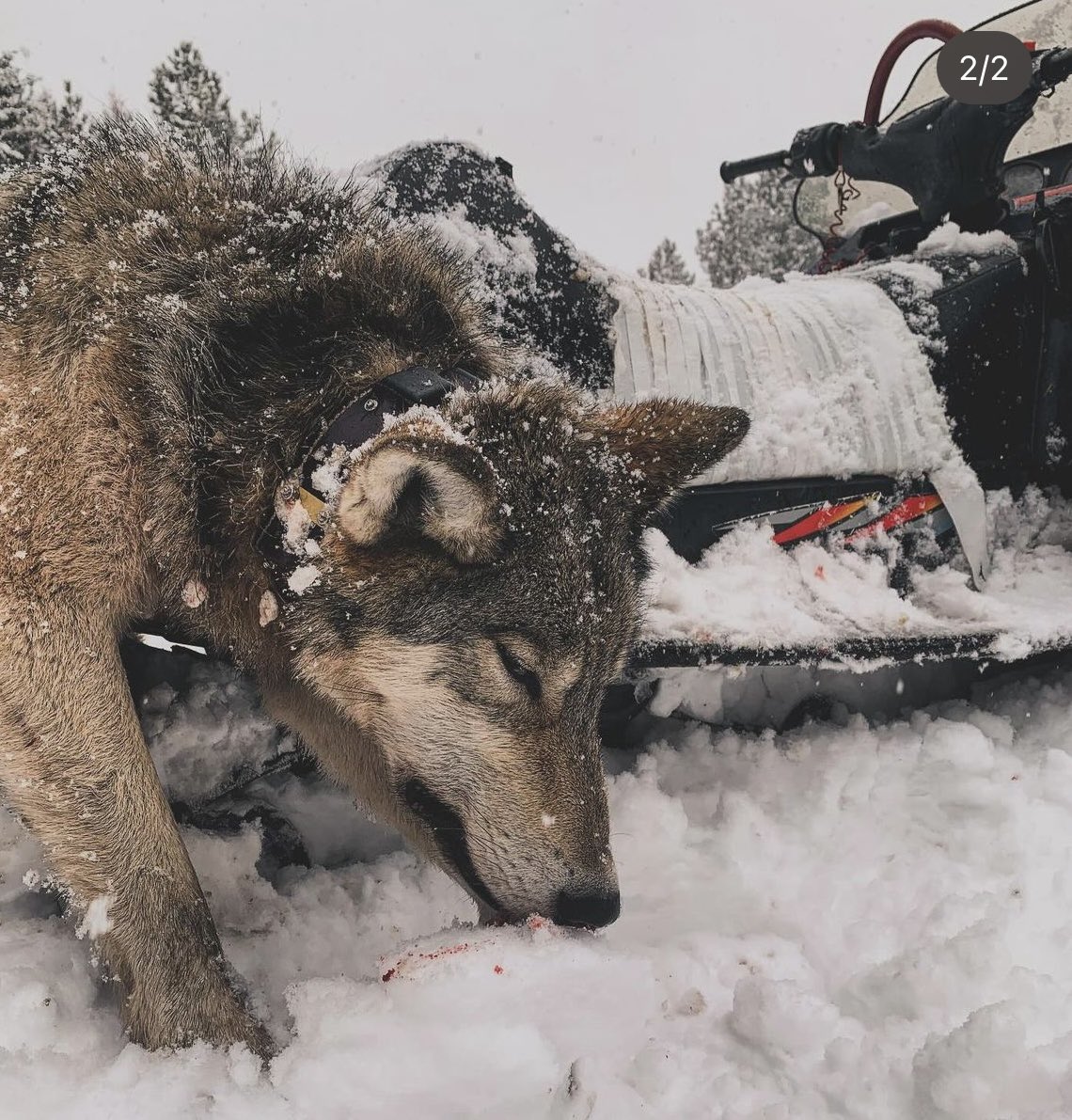 XposeTrophyHunt's tweet photo. Abby Indreland (Family. Montana. Mountain Adventures) trapped & killed this collared wolf. She believes this is conservation. No one believes this crap anymore. 🤬RT
#BanTrapping
@SARA2001NOOR @Angelux1111 @Gail7175 @DidiFrench @Lin11W @PeterEgan6 https://t.co/m6Fb7fJVeR