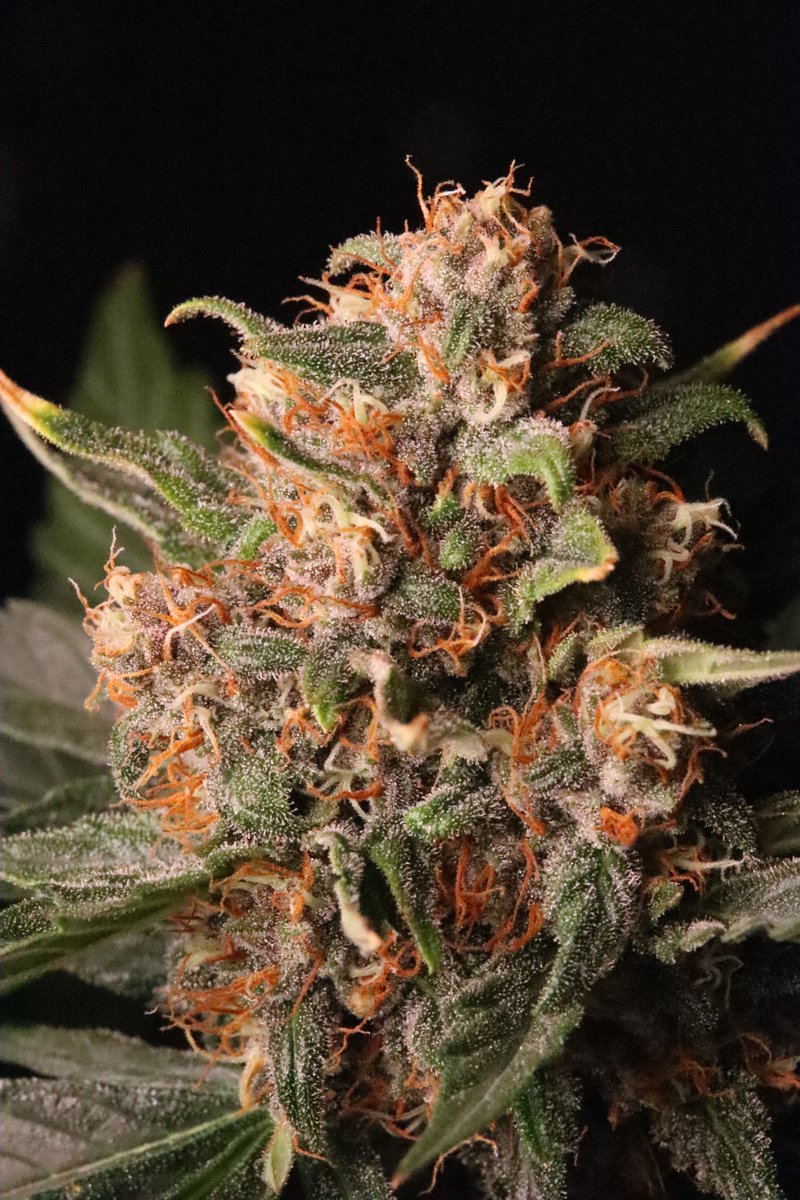 Fast Buds tweet media