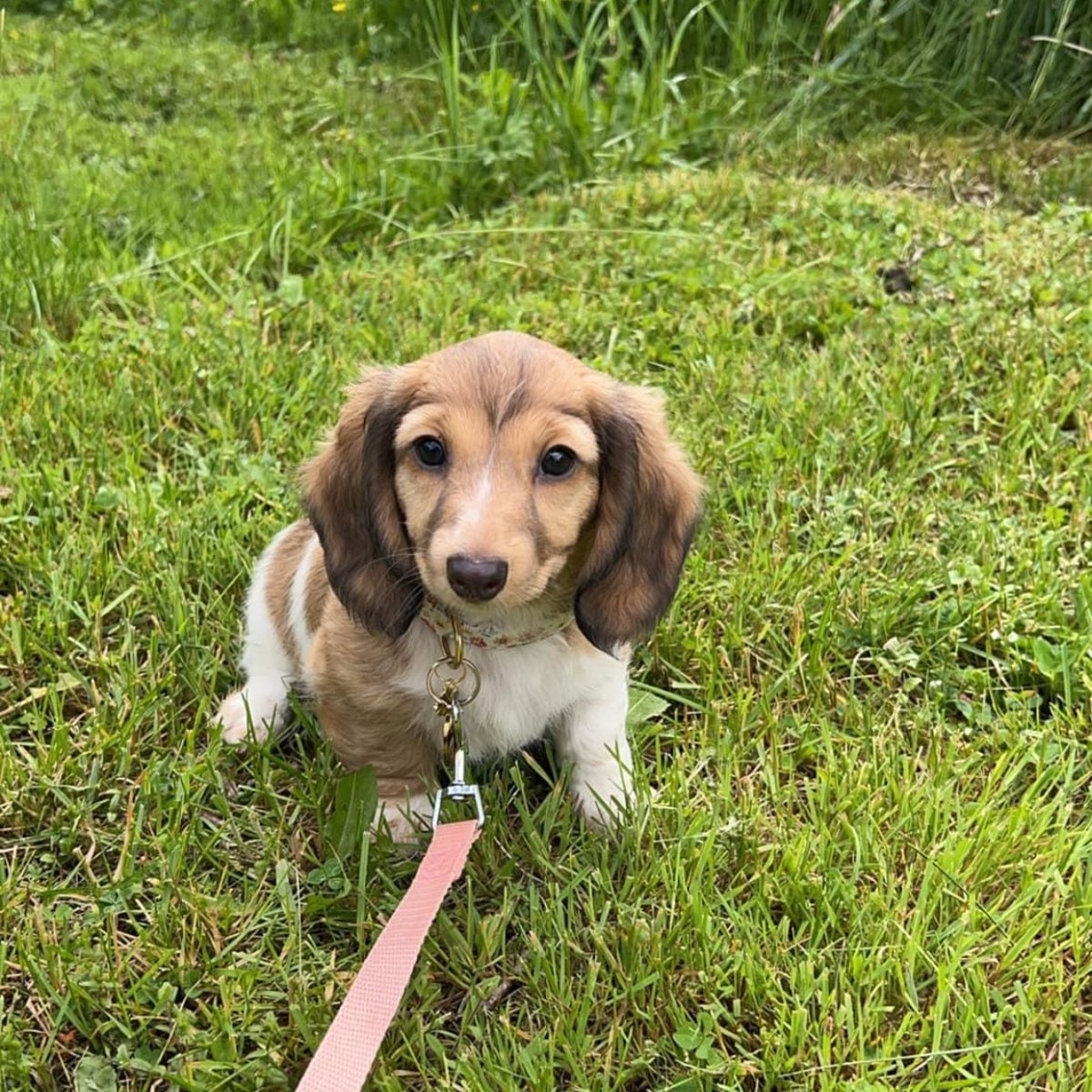 Look at my little Grand Nug!! Ruby is her name and cuteness is her game. ❤️