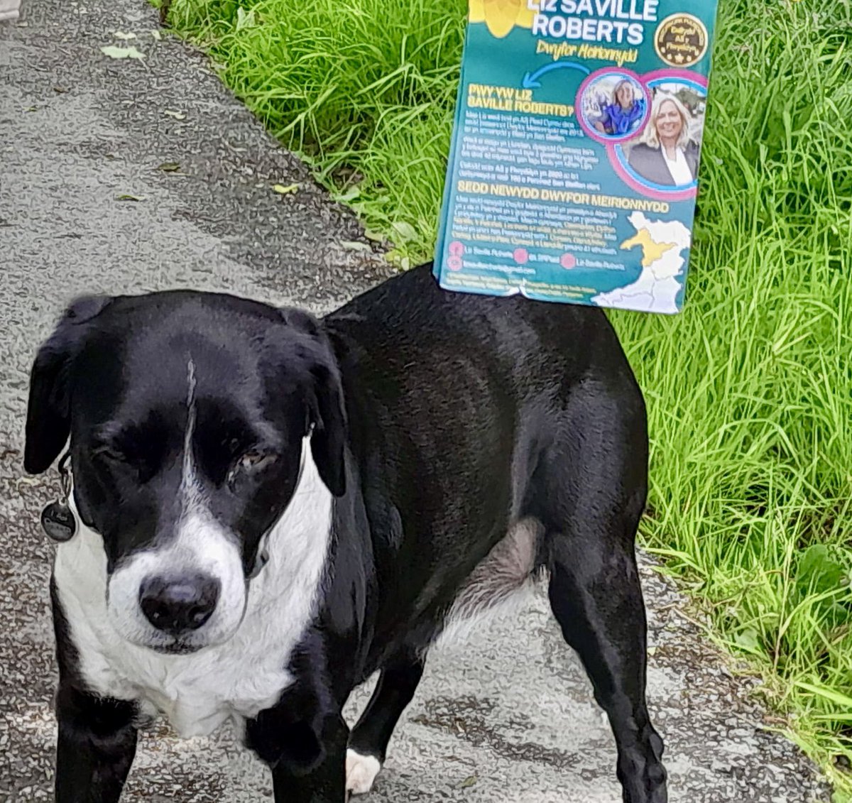 LSRPlaid's tweet photo. Braf cael cefnogaeth #Sasha pnawn ma yn #Rhosgadfan #CŵndrosPlaid ☺️
Sasha from #Rhosgadfan is also a @Plaid_Cymru supporter. #DogsforPlaid ☺️
💚💛🏴 https://t.co/bb8f1a3eA0