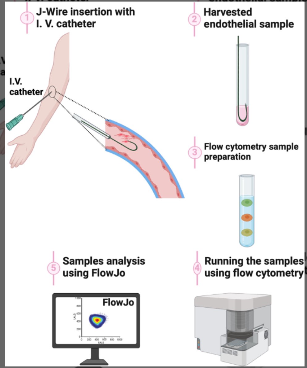 Taseer Ahmad Pharm.D, MPhil, PhD (@drtasir2011) on Twitter photo Our Method PaperāInnovative assessment of lipid-induced oxidative stress and inflammation in harvested human endothelial cellsā is published. š Congrats to All <a href="/saleemMMH/">Mohd Saleem</a> <a href="/annetkiraboc1/">Annet Kirabo D.V.M., M.Sc., Ph.D., F.A.H.A.</a> <a href="/cyndyashibao1/">Cyndya Shibao</a> <a href="/Naome2Naome/">Mwesigwa Naome M.D</a> @Meghan K. Graber <a href="/DoctorAlbritton/">Claude F. Albritton II</a>
physoc.onlinelibrary.wiley.com/doi/10.14814/p⦠Our Method PaperāInnovative assessment of lipid-induced oxidative stress and inflammation in harvested human endothelial cellsā is published. š Congrats to All <a href="/saleemMMH/">Mohd Saleem</a> <a href="/annetkiraboc1/">Annet Kirabo D.V.M., M.Sc., Ph.D., F.A.H.A.</a> <a href="/cyndyashibao1/">Cyndya Shibao</a> <a href="/Naome2Naome/">Mwesigwa Naome M.D</a> @Meghan K. Graber <a href="/DoctorAlbritton/">Claude F. Albritton II</a>
physoc.onlinelibrary.wiley.com/doi/10.14814/pā¦