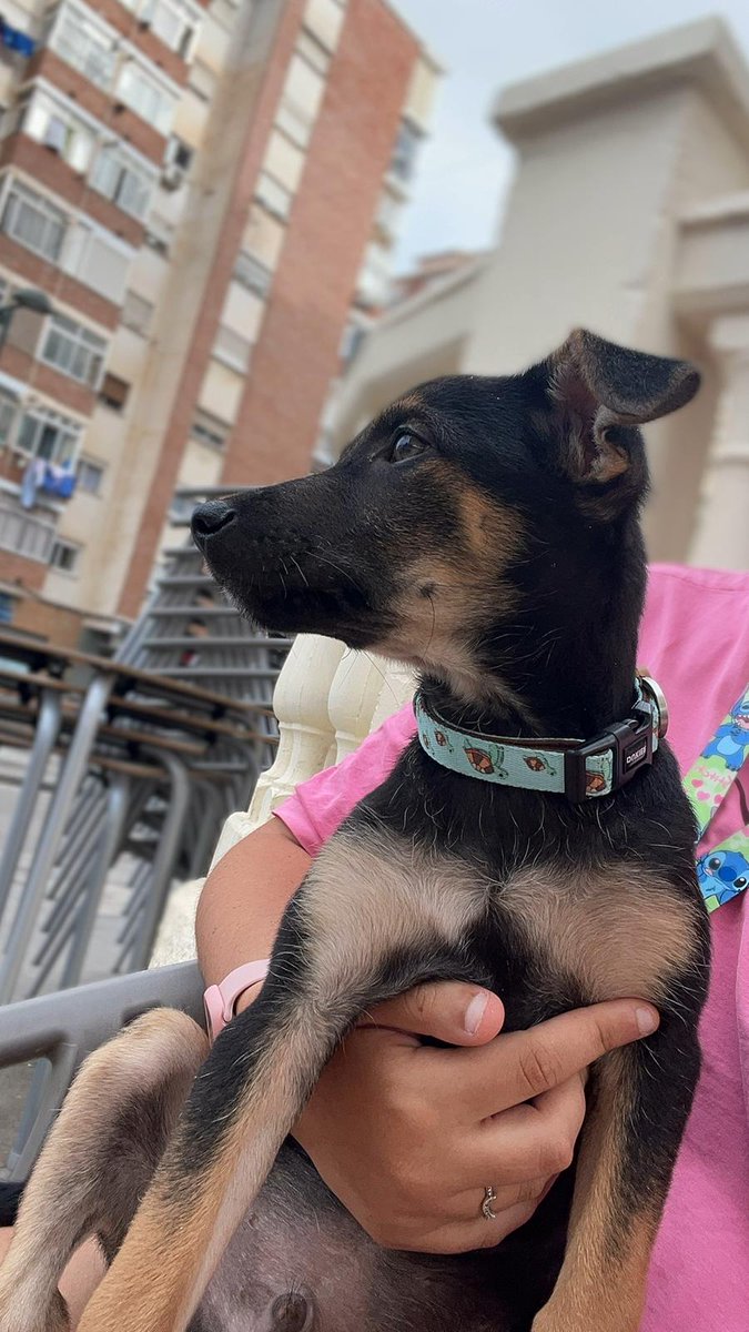 perrosdemalaga's tweet photo. ⚠️ Nilo, pequeño que fue lanzado en un saco a un río seco ⚠️

Esto está pasando en #Málaga 

¡Basta ya! No más maltrato y abandonos.

Nilo busca familia, cachorro macho adorable, noble y sociable. 

ℹ️ Contacto: perrosdemalaga@gmail.com https://t.co/uOUygnuS3G