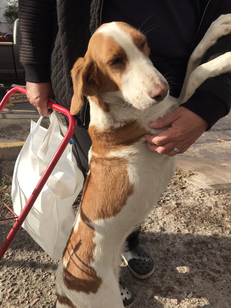 JulietGarciaC's tweet photo. ATENEA EN ADOPCIÓN RESPONSABLE 
Guaymallén, Mza.
Sus dueños no la pueden tener más porque tienen a otro perro grande que la muerde y están desesperados por darla en adopción. Es una perrita muyyy buena y tranquila que se lleva bien con otros animales. Es de tamaño mediado. https://t.co/bAPzkp7m6h