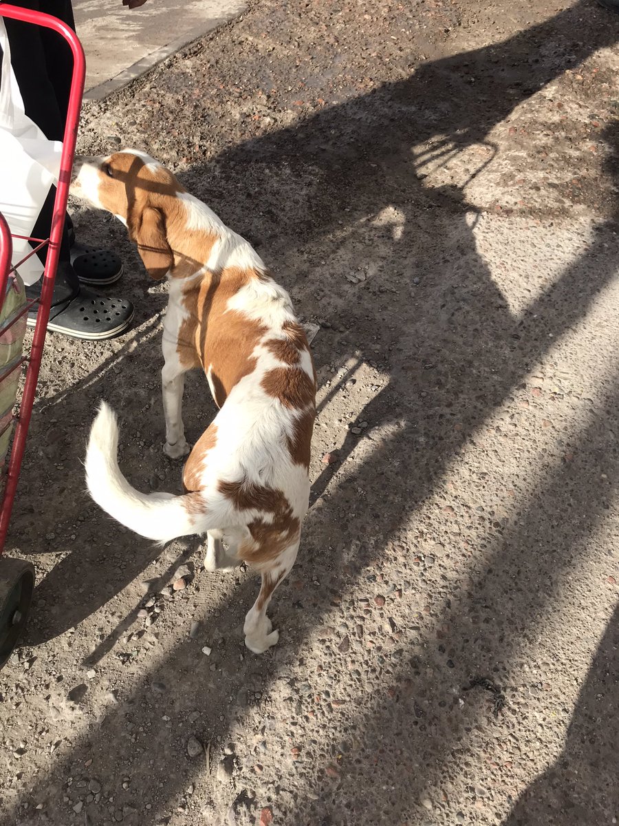 ATENEA EN ADOPCIÓN RESPONSABLE 
Guaymallén, Mza.
Sus dueños no la pueden tener más porque tienen a otro perro grande que la muerde y están desesperados por darla en adopción. Es una perrita muyyy buena y tranquila que se lleva bien con otros animales. Es de tamaño mediado.