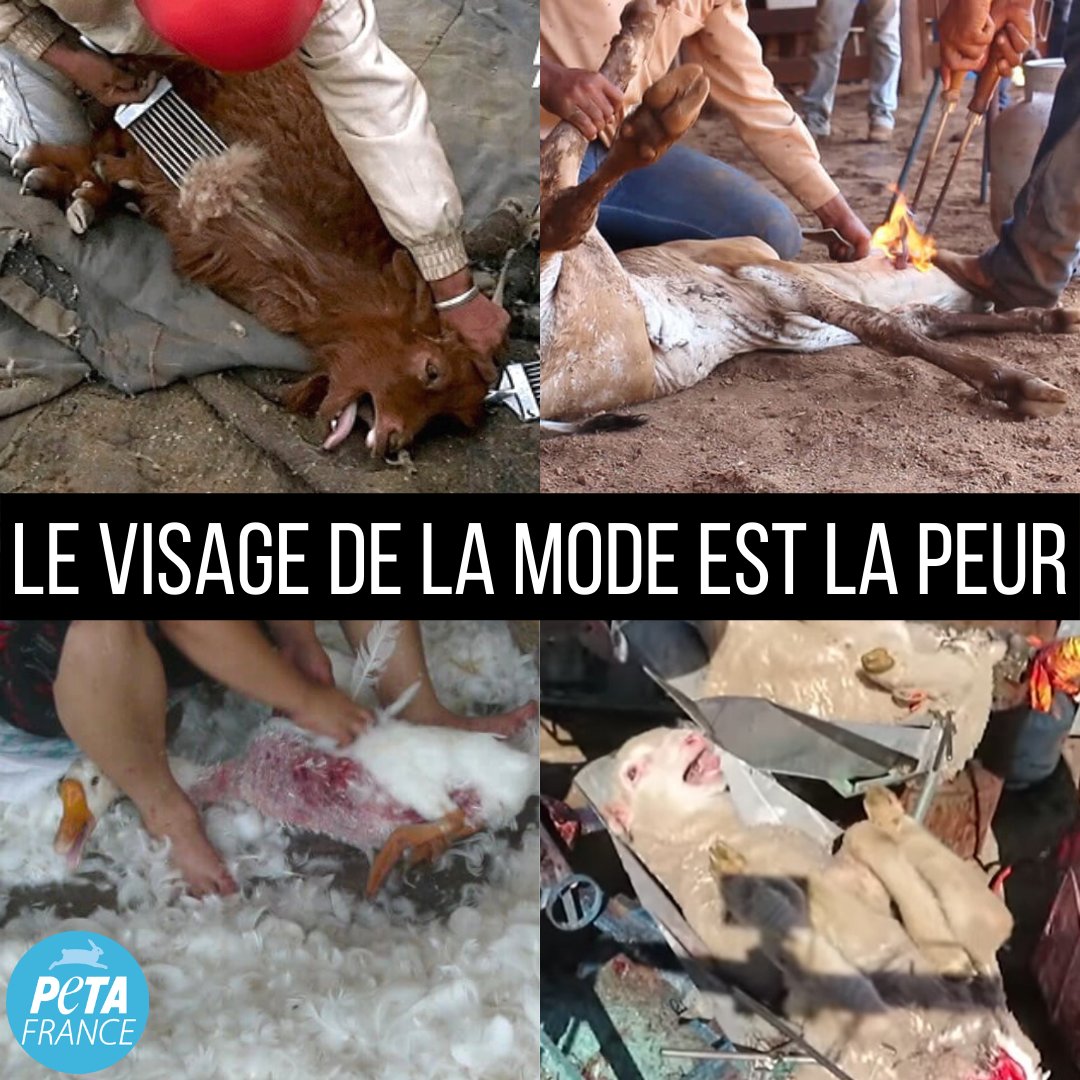 " L'enfer n'existe pas pour les animaux, ils y sont déjà. " #VictorHugo

Achetez des vêtements #vegan.