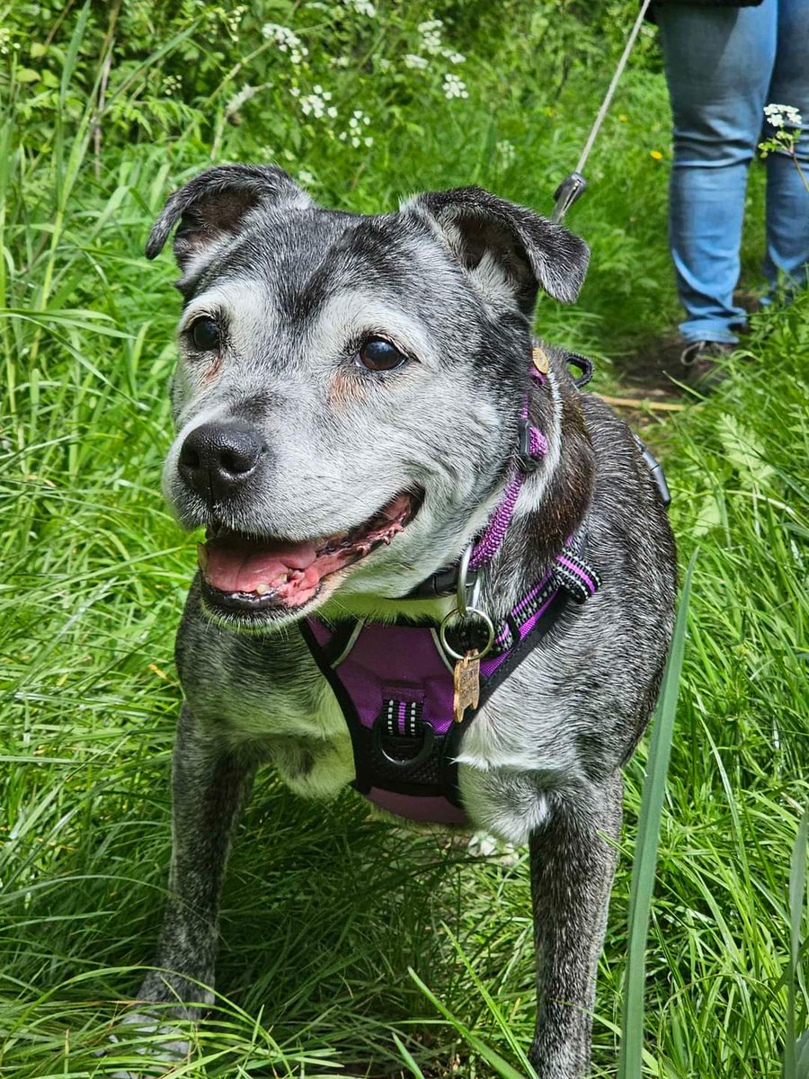 Oops sorry just realised I've not posted today, apologies Staffy Lovers, its been a little busy SSC towers with comings &amp; goings, updates shortly 😁
For now could I please ask for your help in finding Bubbles &amp; Patsy their pawfect furever homes 🏡
seniorstaffyclub.co.uk/adopt-a-staffy… thanks!