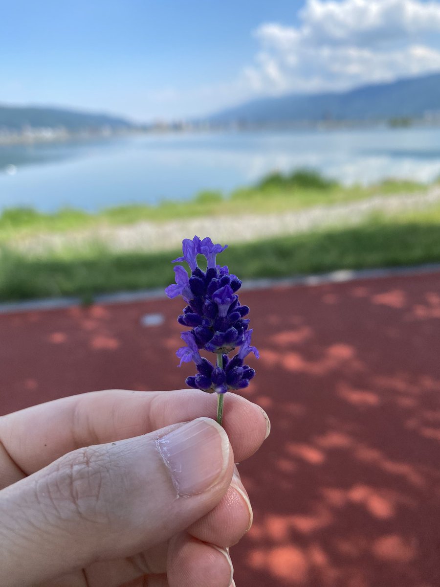 satisatisatiko's tweet photo. #ラベンダー
#いい香り https://t.co/88y3uCqFw5