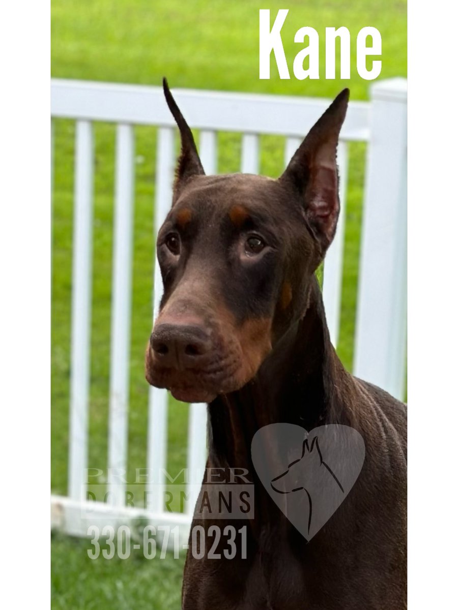 Premier Dobermans tweet media