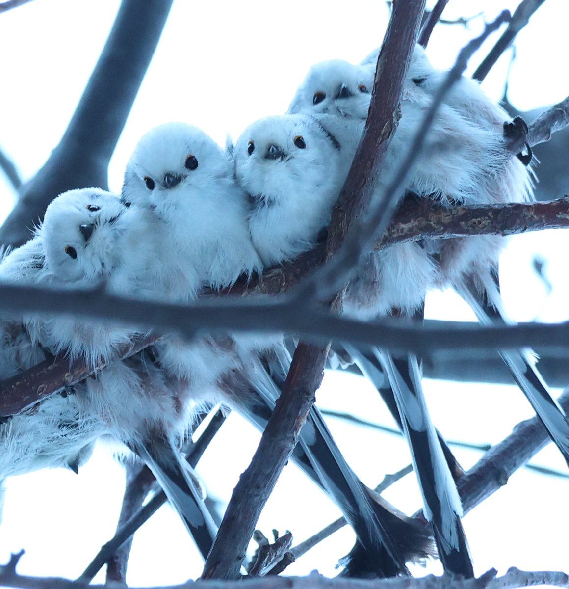 北海道の“雪の妖精”シマエナガは、ぎゅうぎゅうになるのがお好きなようです（・▴・）