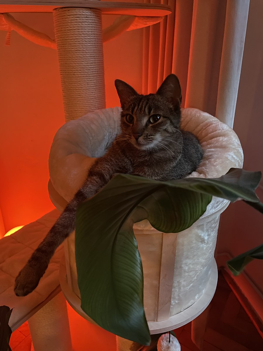 wxus_'s tweet photo. Angel 😇

#cat https://t.co/aMmwSYssuy