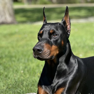 Premier Dobermans tweet media
