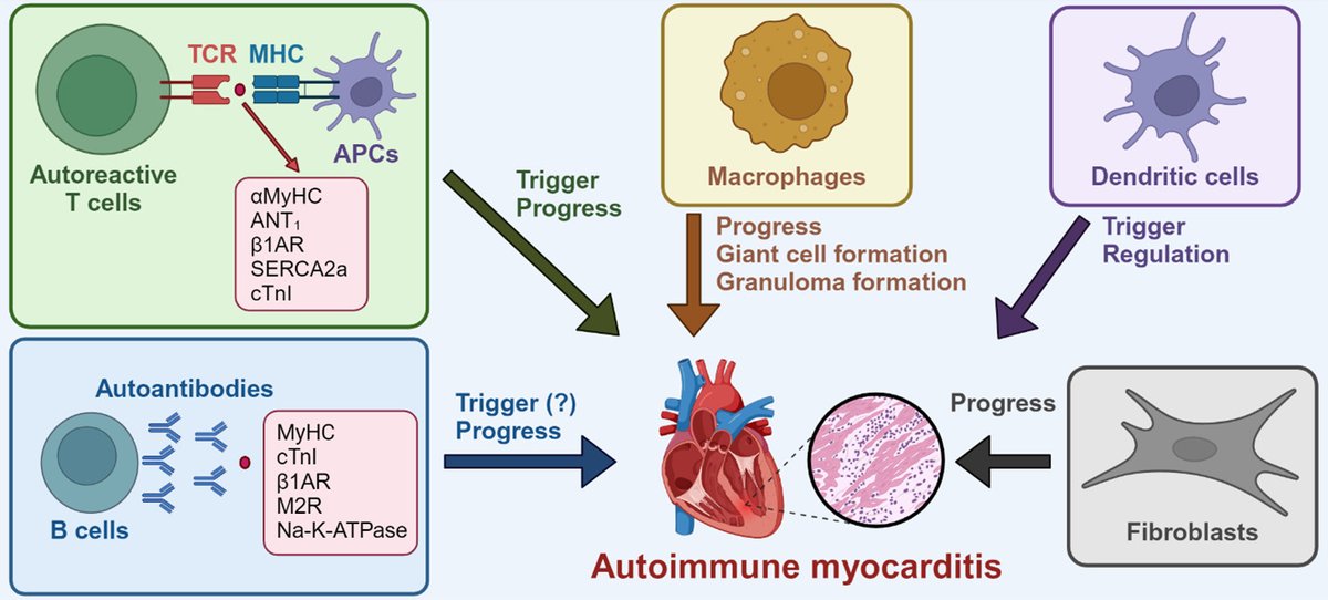 <a href="/CircRes/">Circulation Research</a> The Interface Between #Cardioimmunology, #Myocardial Health, and #Disease Compendium Alert!

#Autoimmune #Myocarditis, Old Dogs and New Tricks  ahajrnls.org/4aXuwlG 

Authored by Drs. <a href="/TaejoonW/">Taejoon Won</a>, EJ Song, HM Kalinoski, JJ Moslehi, &amp; @DrCihavovaD