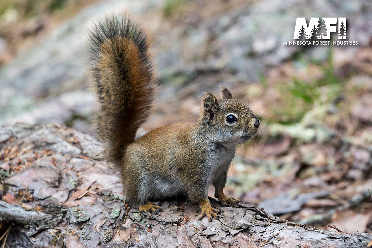 Responsible forest management ensures a proper balance between wildlife and their habitats. By providing buffers, using selective harvesting techniques, modern logging practices not only help sustain aesthetic values, but also some species  of wildlife.