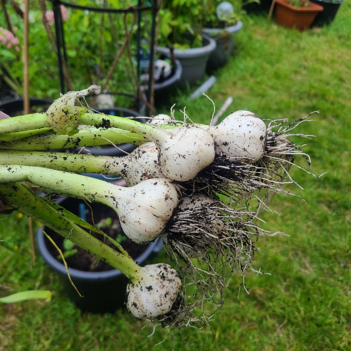 They are small but I am happy.