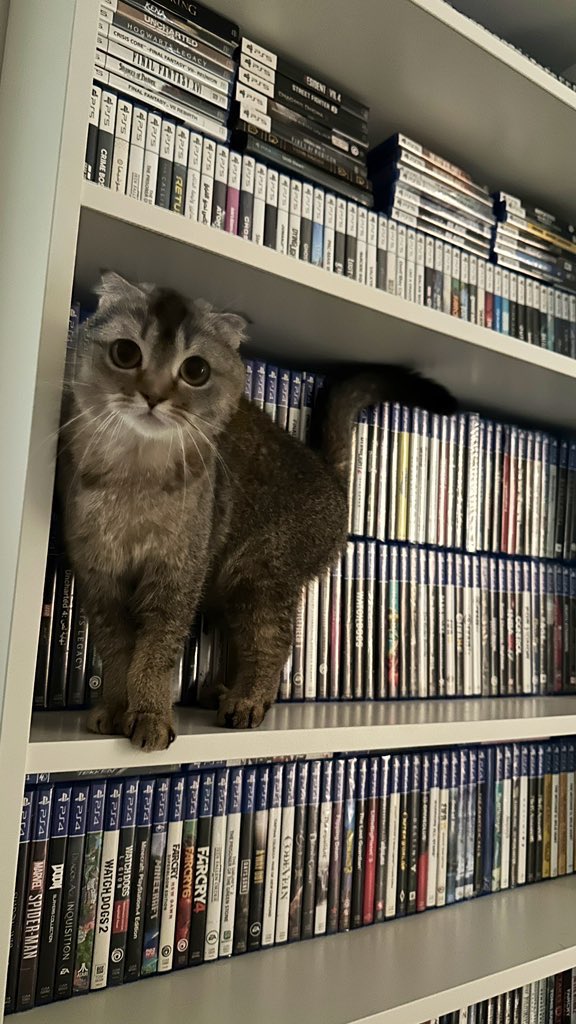 SHAMROKH tweet media