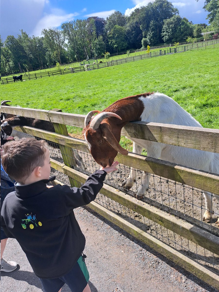 clonmacnoisns's tweet image. Junior &amp;amp; Senior Infants had a brilliant day on their tour at Turoe Pet Farm and finished with ice pops! 🍦🐐🌞
