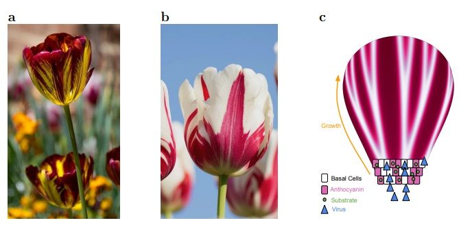 sci_plant's tweet image. How the Tulip Breaking Virus Creates Striped Tulips 

biorxiv.org/content/10.110… 
#plantscience ♻️