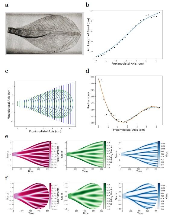 sci_plant's tweet image. How the Tulip Breaking Virus Creates Striped Tulips 

biorxiv.org/content/10.110… 
#plantscience ♻️