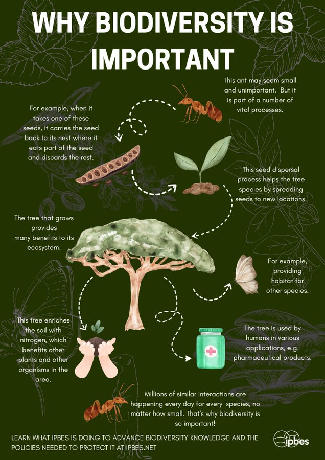 UNBiodiversity's tweet photo. Why does #biodiversity matter? 🌱

Every day there are millions of interactions in #nature that are essential for a healthy, functioning planet. Losing even a small species can have massive impacts on ecosystems and on humans. 🦠

Find out more in this infographic from @IPBES https://t.co/oCVlT759Fw