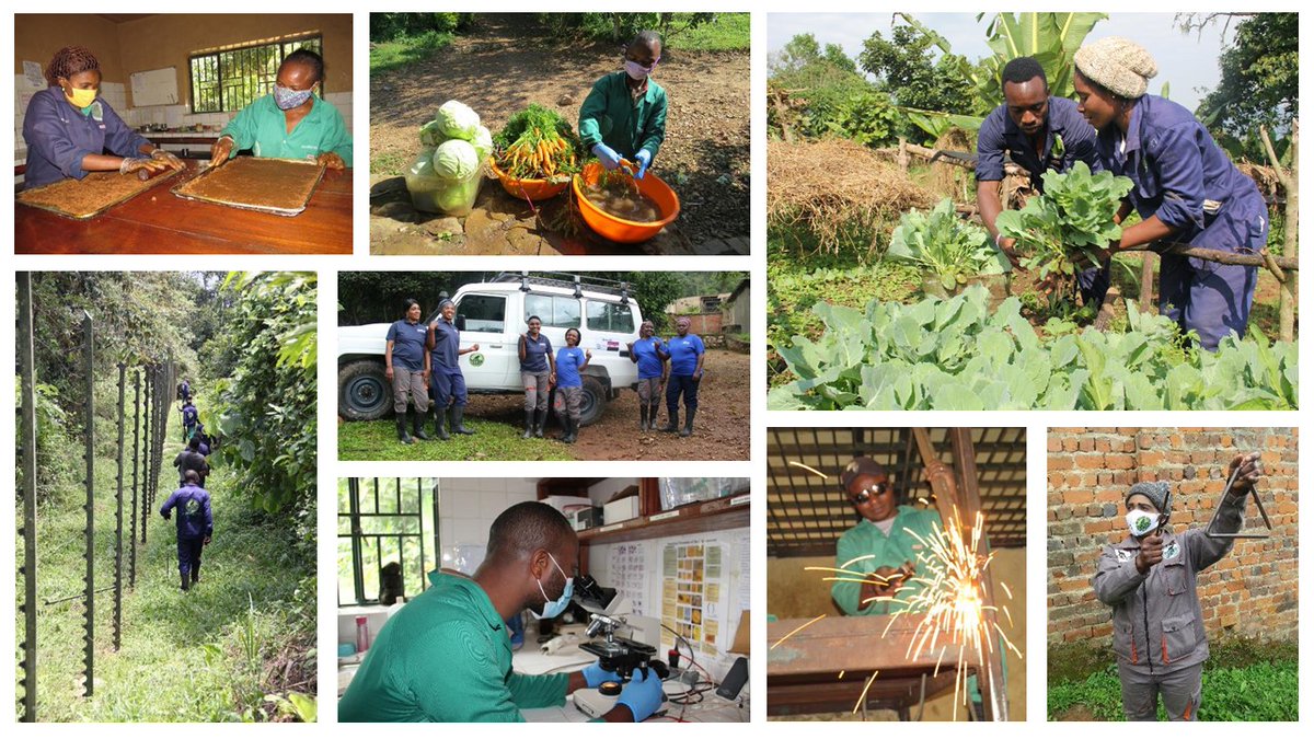 Today is #WorldSanctuaryCaregiverDay! We honor and appreciate the caregivers at GRACE. Their compassion and love for the gorillas is the heartbeat of our sanctuary. Learn more about a "Day in the Life" of a GRACE caregiver: ow.ly/3cNV50SiqEO