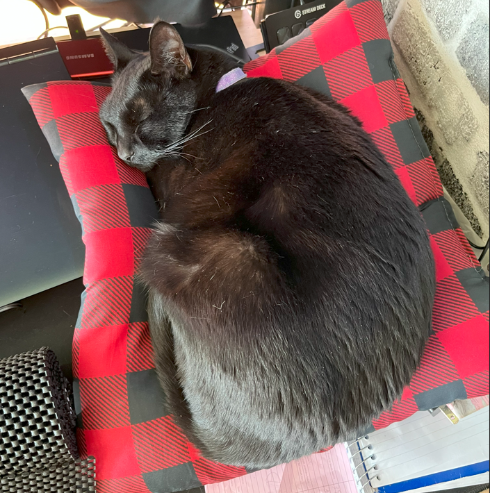 t3ddytrav3ls's tweet image. 😍TGIF

🐈‍⬛oh, to be a cat curled up on a pillow

 #curlup #cat