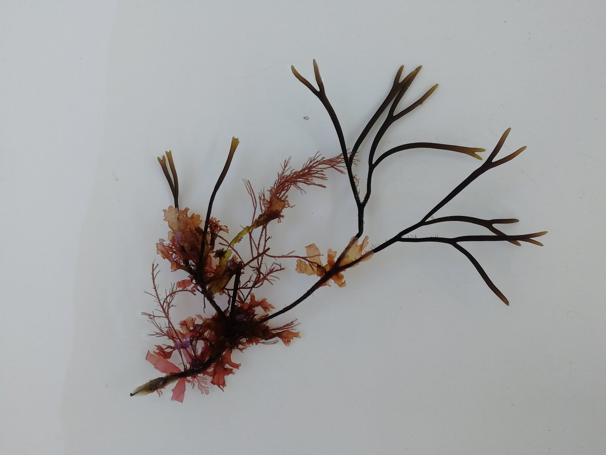 For #phycologyfriday a medley of #Furcellaria collected around #Pembrokeshire, #Wales during our ongoing field work campaign <a href="/PhycologyUgent/">Phycology Research Group Ugent</a>