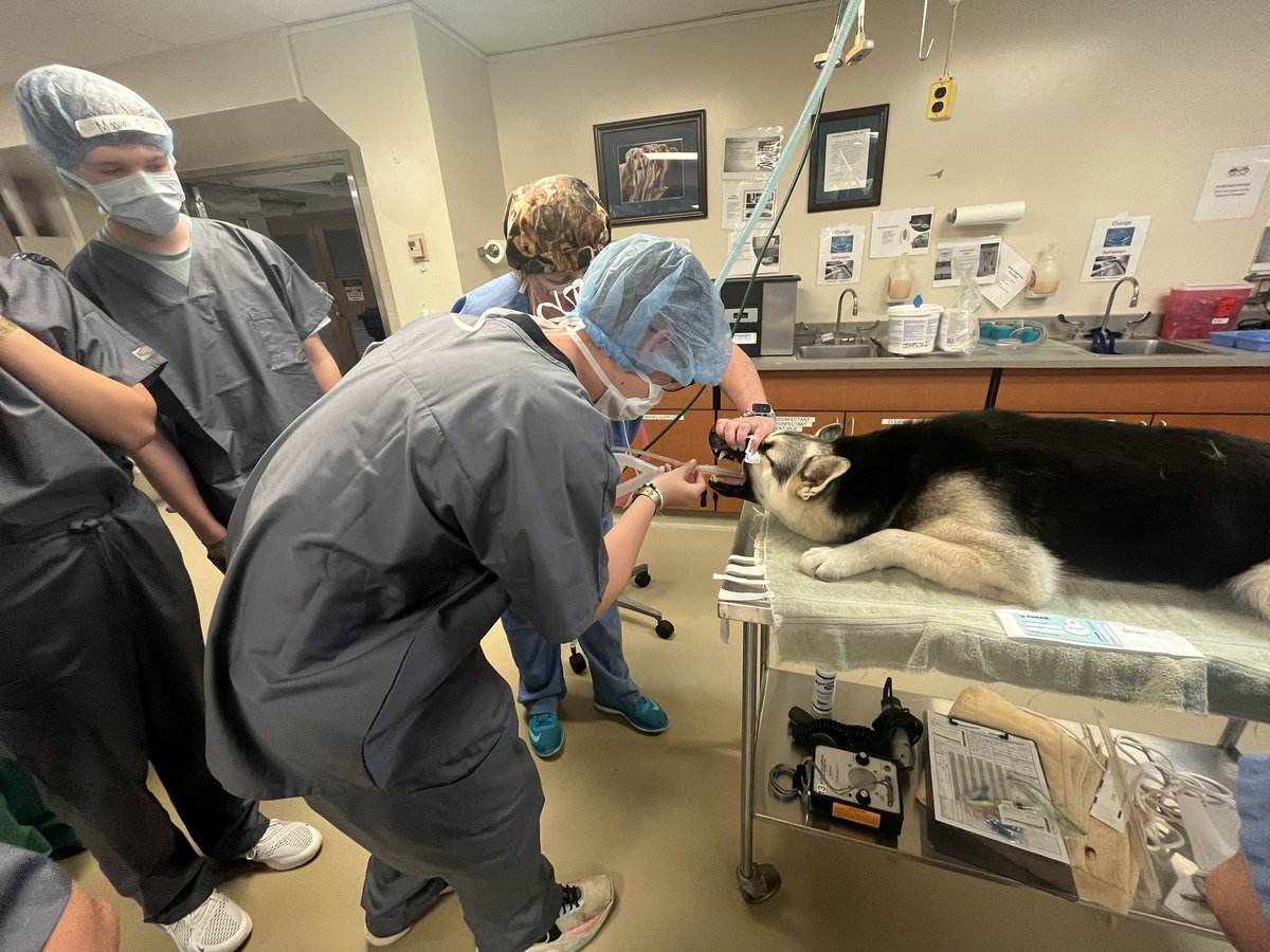 BoilerVetCamp's tweet image. #TeamDiesel learned a lot from the RVTs while they prepped Diesel for surgery. Titus even volunteered to help!