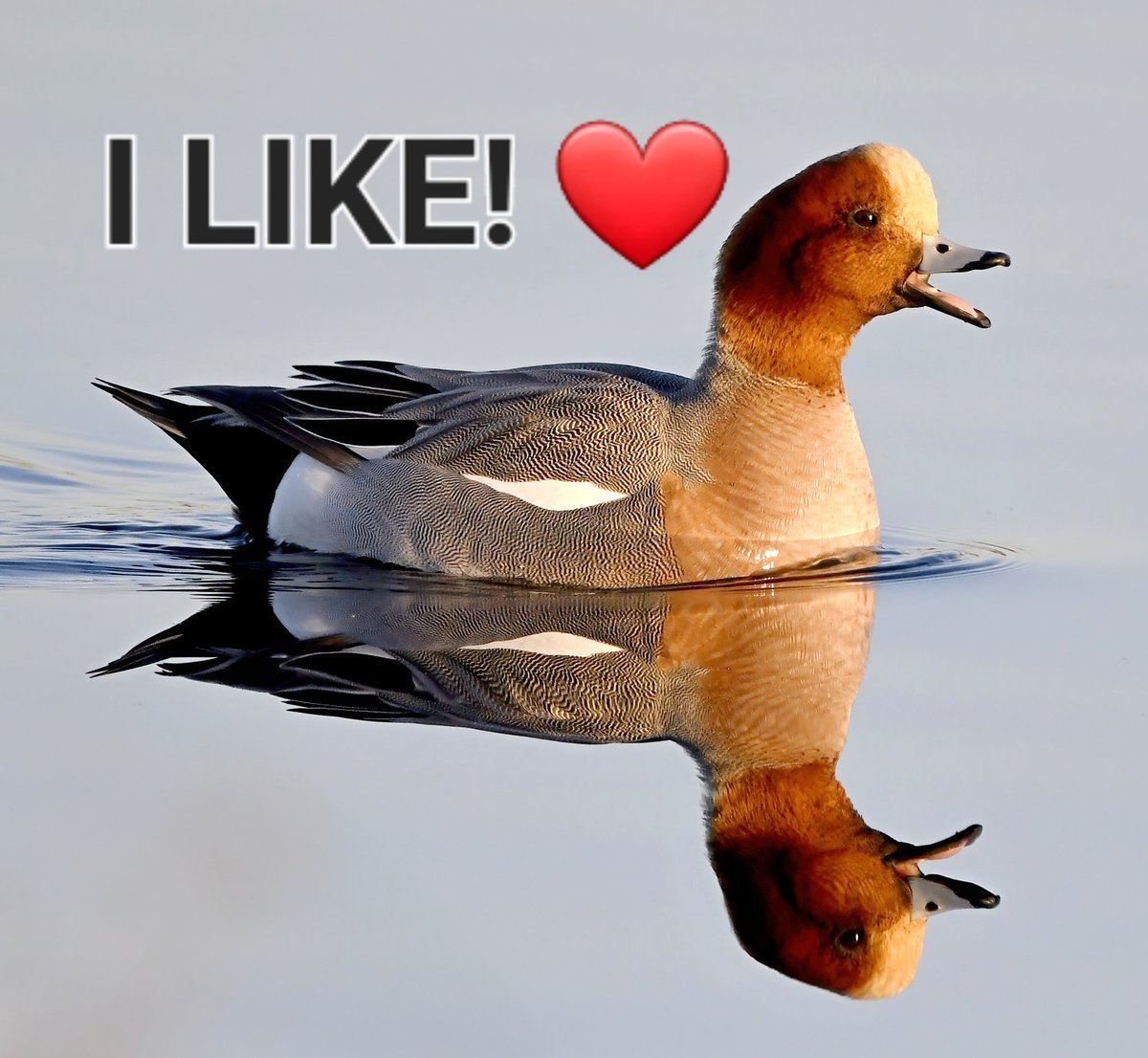 DidoDav's tweet photo. @CarlBovisNature https://t.co/9MZasktNyR