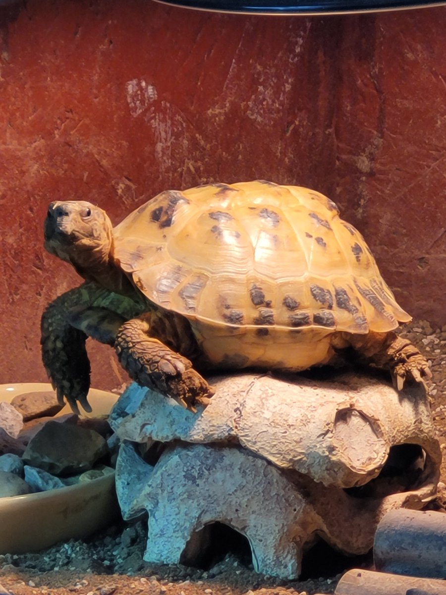 It's our boy Clyde 8th birthday 🎂