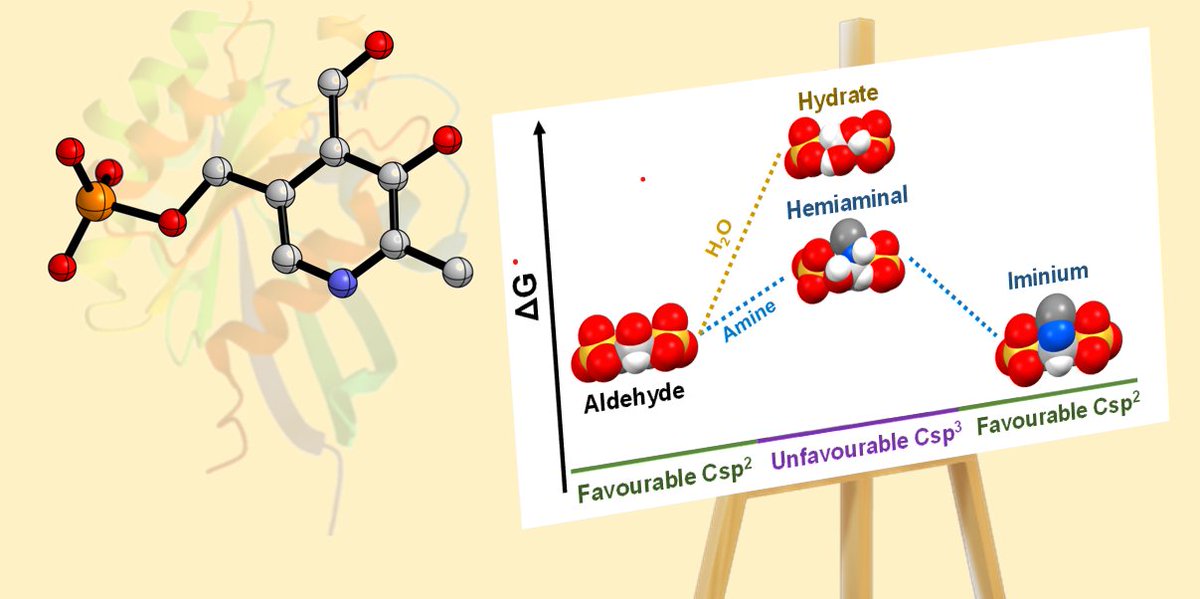Ferran Esteve (@ferraanesteve) on Twitter photo Thrilled to see this article published in <a href="/ChemicalScience/">Chemical Science</a>! In this work, we take inspiration from a biological cofactor (PLP) to design aldehydes that give remarkable imine yields in water while completely preventing hydrate formation.
<a href="/TanguyRieu/">Tanguy Rieu</a>
doi.org/10.1039/D4SC02… Thrilled to see this article published in <a href="/ChemicalScience/">Chemical Science</a>! In this work, we take inspiration from a biological cofactor (PLP) to design aldehydes that give remarkable imine yields in water while completely preventing hydrate formation.
<a href="/TanguyRieu/">Tanguy Rieu</a>
doi.org/10.1039/D4SC02…