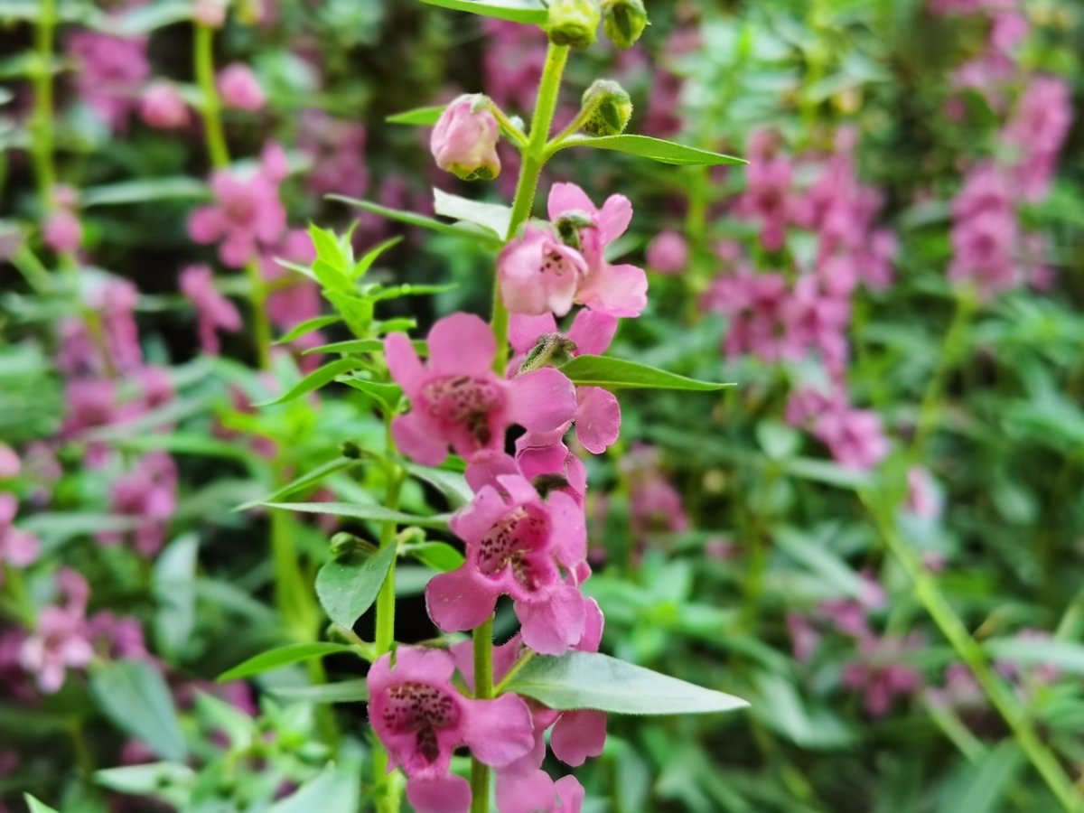 May39502446's tweet photo. Good night. #flowers #nature #Guangzhou #Guangdong #China #flower #cuteflower https://t.co/iwKPdkv5mu